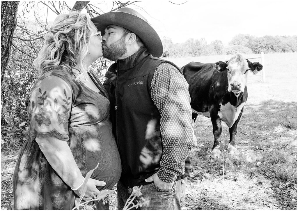 cow looking on at maternity portraits